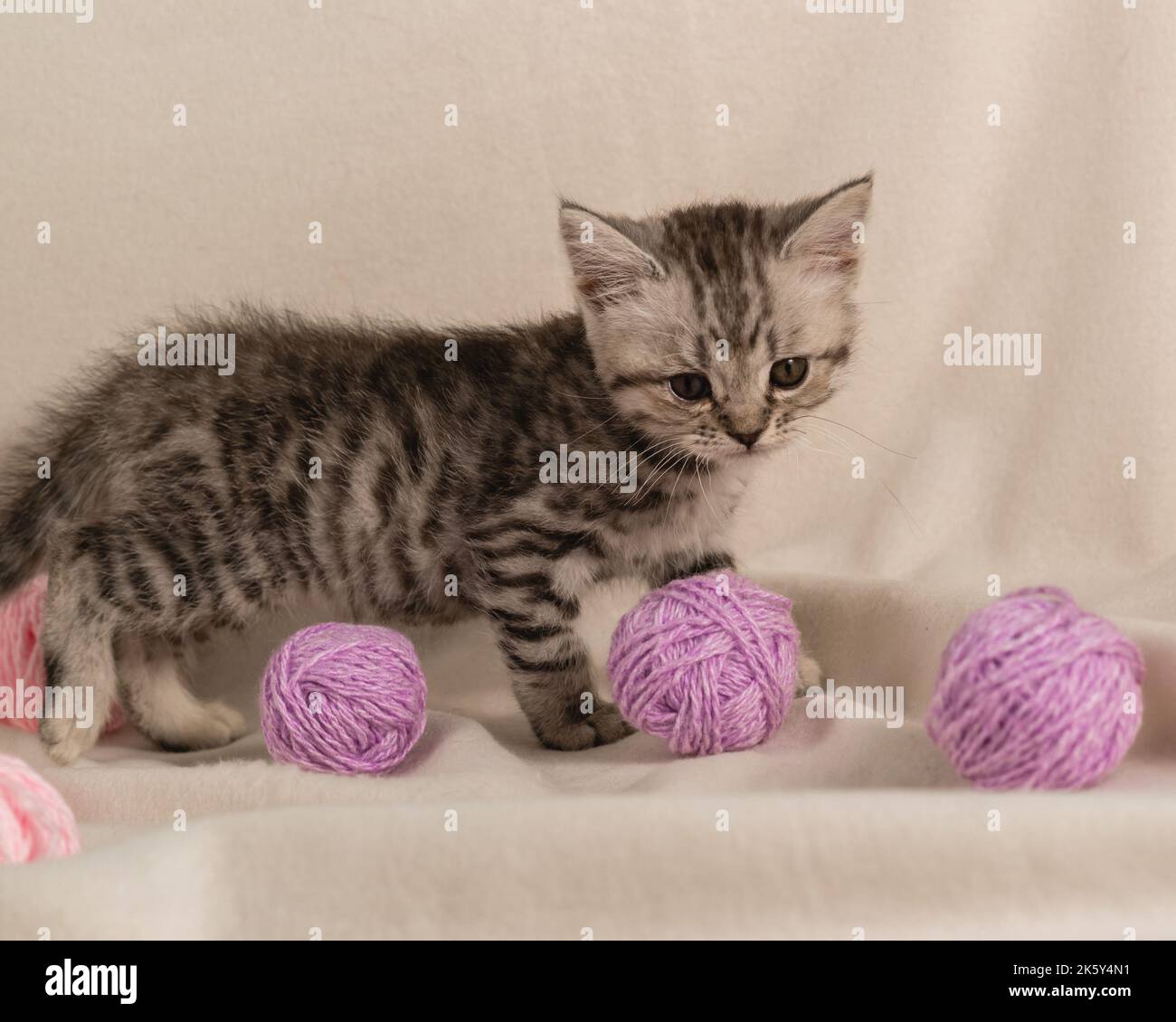 Portrait d'un chaton rayé sur un canapé avec un écossais et des boules de fils de lilas de laine Banque D'Images