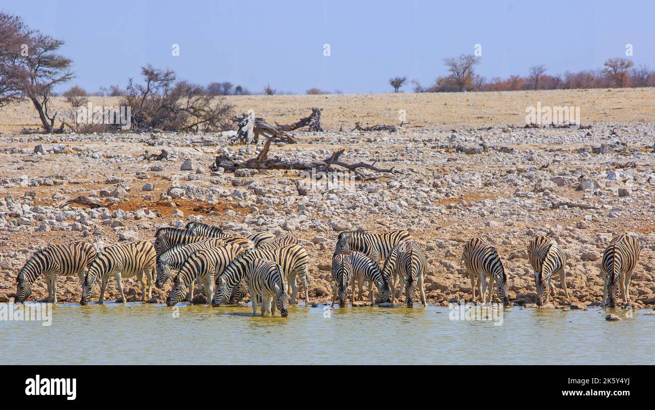 Troupeau de zèbre des plaines avec tête vers le bas en buvant d'un trou d'eau, avec un fond naturel de brousse et bleu pâle ciel clair dans le parc national d'Etosha, Namibi Banque D'Images