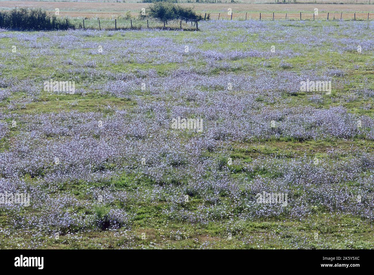Terres non cultivées couvertes de plantes avec des fleurs de lilas Banque D'Images