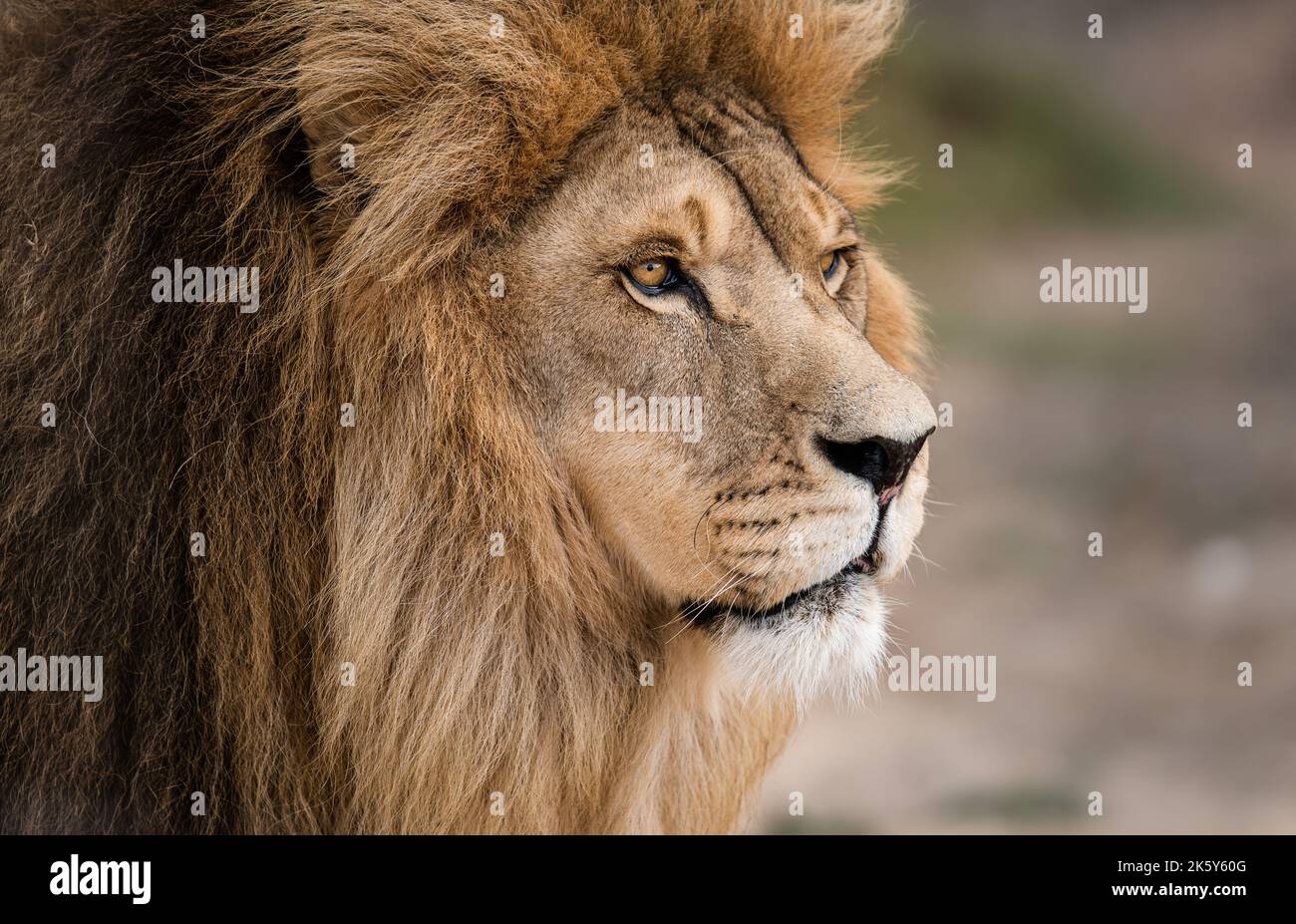 Lion - Grand chat sauvage originaire d'Afrique et d'Inde, ce bel animal est roi de la jungle. Forte, sauvage et libre Banque D'Images