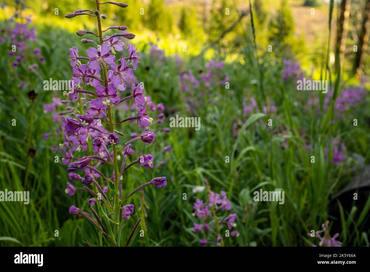 La rosée tombe sur le champ de tir dans le parc national de Yellowstone Banque D'Images