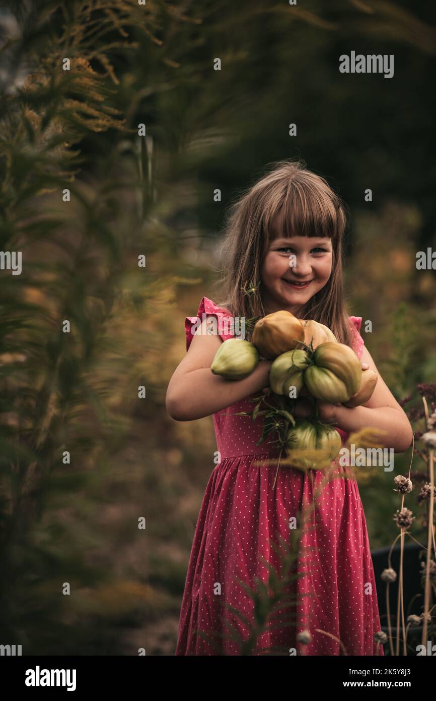 petite fille récolte de la tomate dans le potager Banque D'Images