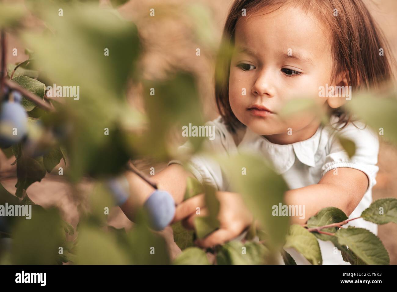 Petite fille dans les prunes de verger, récolte Banque D'Images