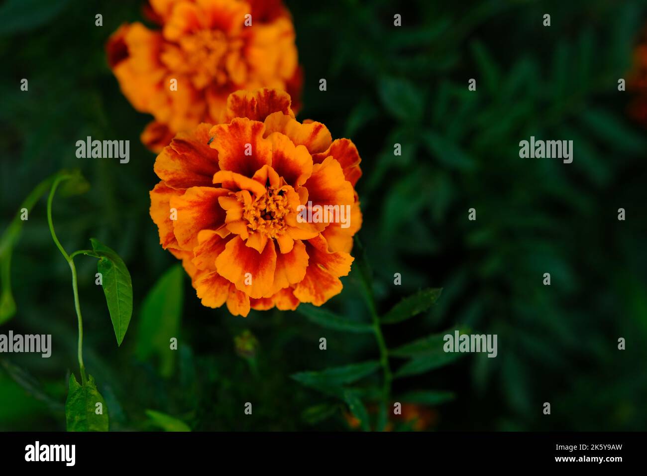 Les marigolds du lit fleuri ont été magnifiquement fleuris Banque D'Images