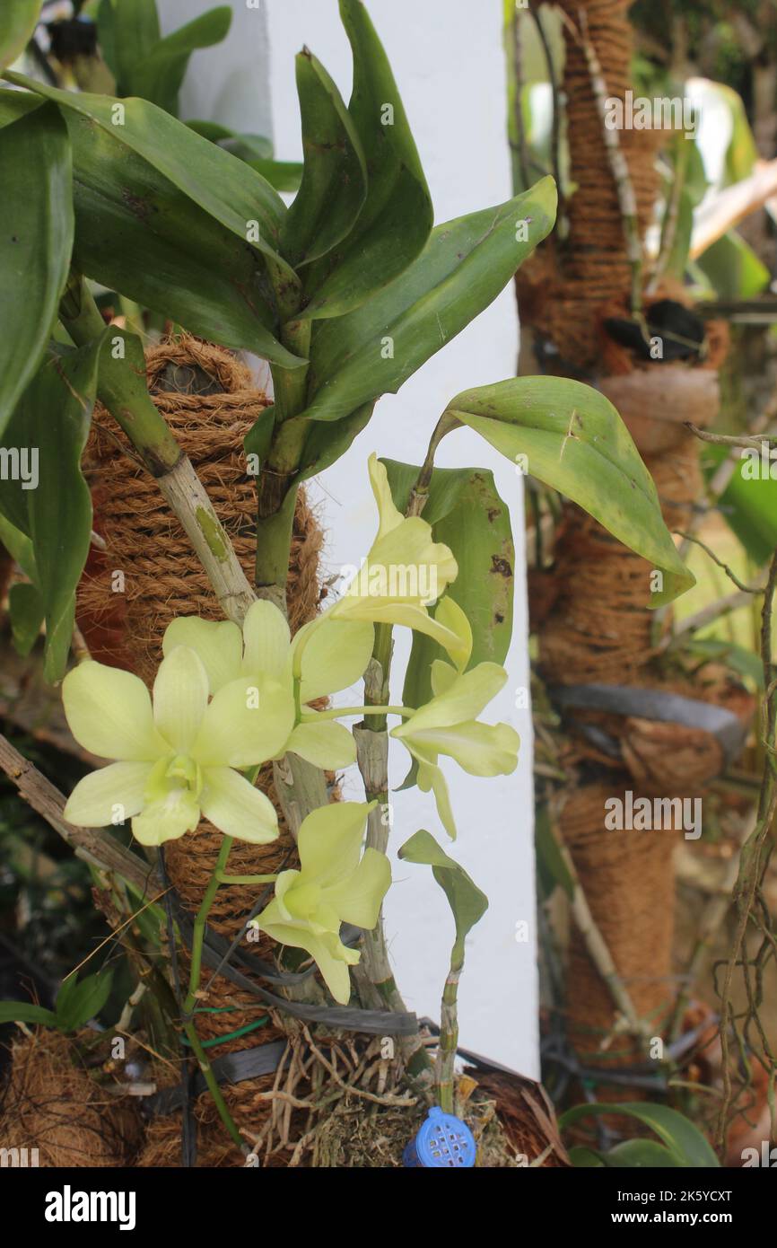 Gros plan de magnifiques fleurs d'orchidées vertes dendrobium areedang dans le jardin sur fond flou. Idéal pour la décoration intérieure et extérieure. Banque D'Images