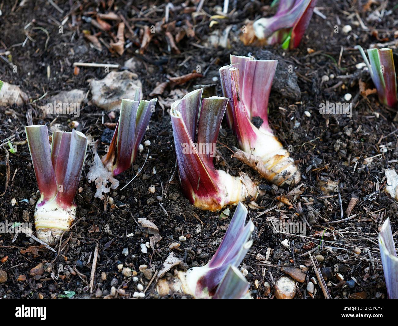 Gros plan de la plante du jardin Iris Kent Pride feuilles coupées en automne pour l'entretien du jardin. Banque D'Images