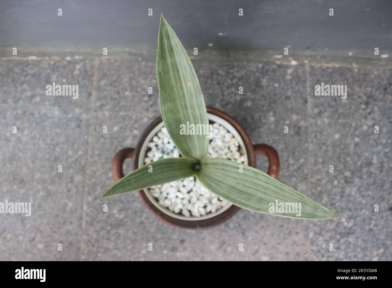 Gros plan d'une plante de sansivera d'argent dans un pot sur un fond flou. Le nom indonésien est la langue argentée de la belle-mère. Plantes ornementales à la maison Banque D'Images