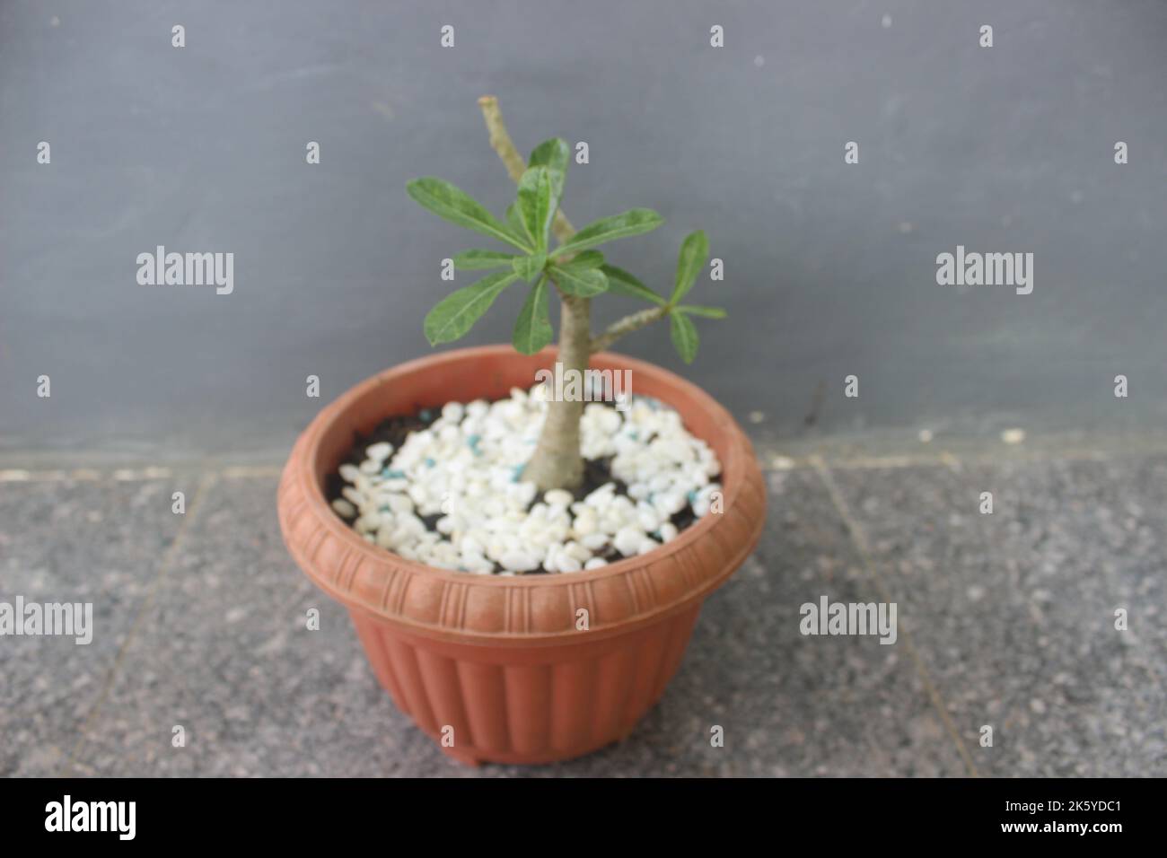 Gros plan de frangipani bonsai japonais plante ornementale en pot. Le nom scientifique est adenium obesum. Utilisé pour l'arrière-plan de la nature. Banque D'Images