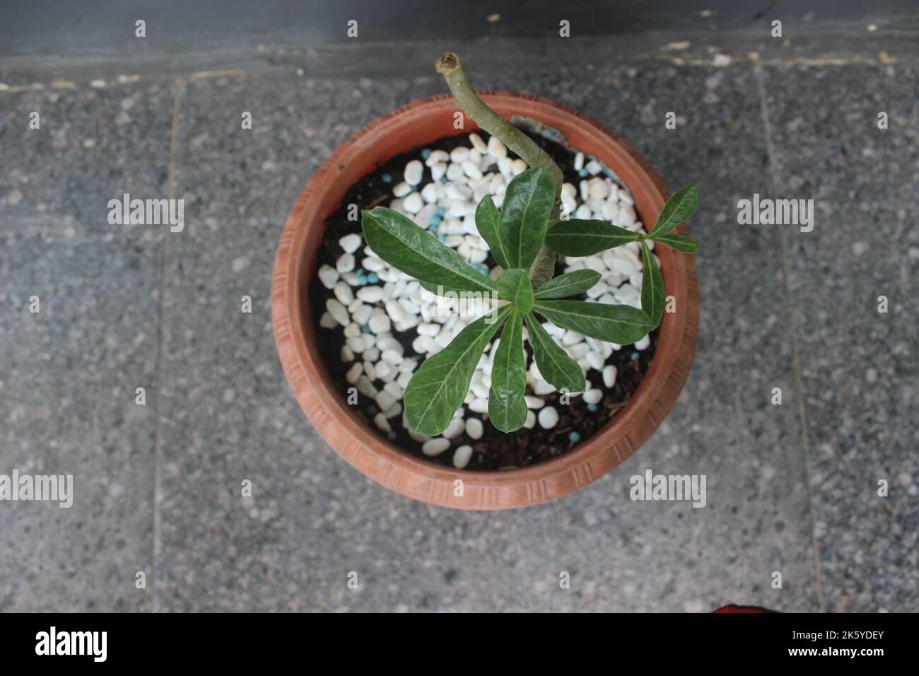 Gros plan de frangipani bonsai japonais plante ornementale en pot. Le nom scientifique est adenium obesum. Utilisé pour l'arrière-plan de la nature. Banque D'Images