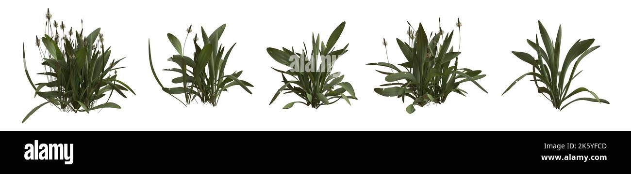 Ensemble de buissons de mauvaises herbes isolées sur blanc. Plantain de Ribwort. Plantago lanceolata. 3D illustration Banque D'Images