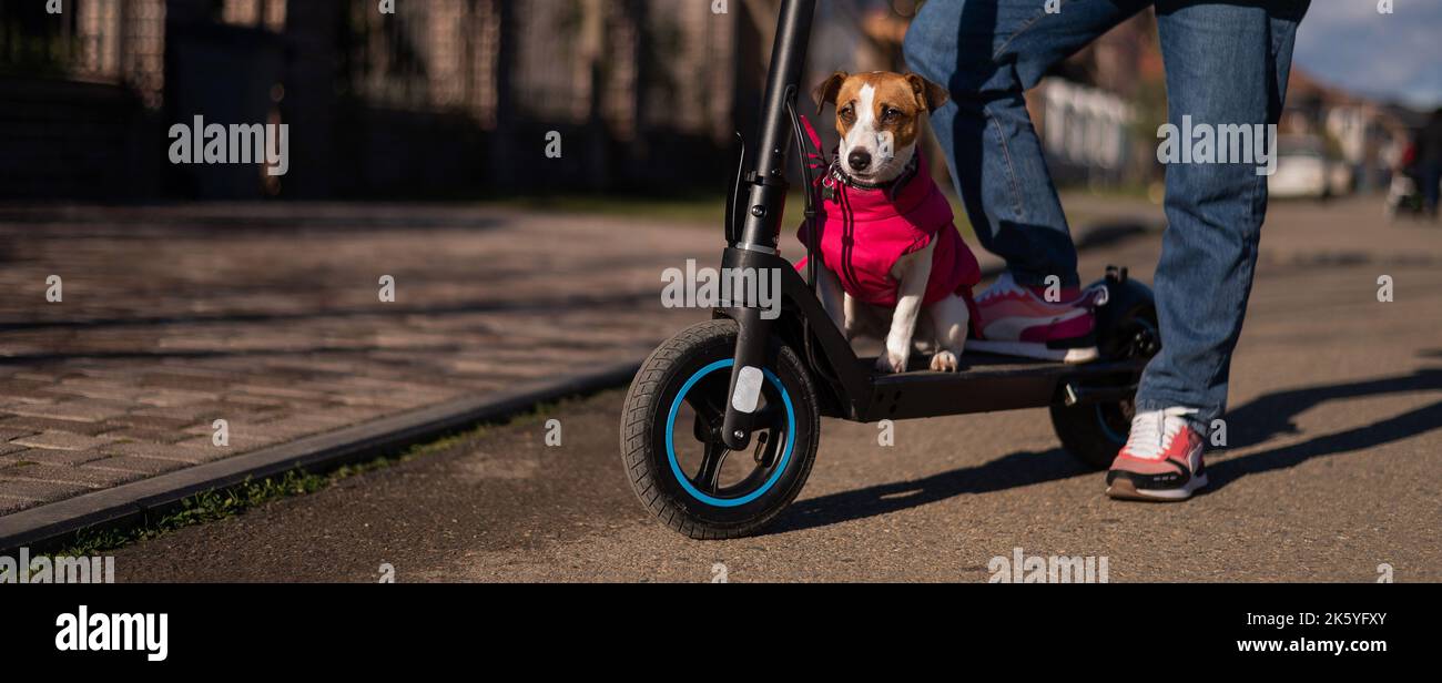 Une femme fait un scooter électrique autour du village de la maison avec le chien.Jack Russell Terrier dans une veste rose lors d'une belle journée d'automne. Banque D'Images