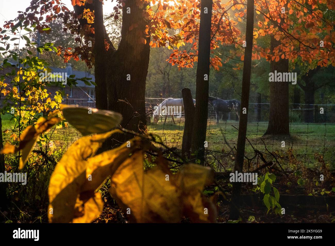 Chevaux de ferme, feuilles rouges d'automne d'octobre, Midwest américain Banque D'Images