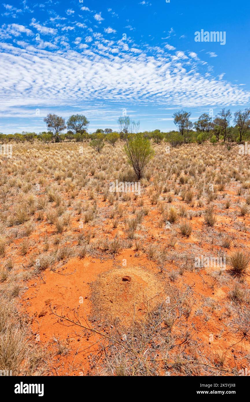 Vue verticale du paysage typique du désert de Simpson dans l'Outback australien, territoire du Nord, territoire du Nord, Australie Banque D'Images