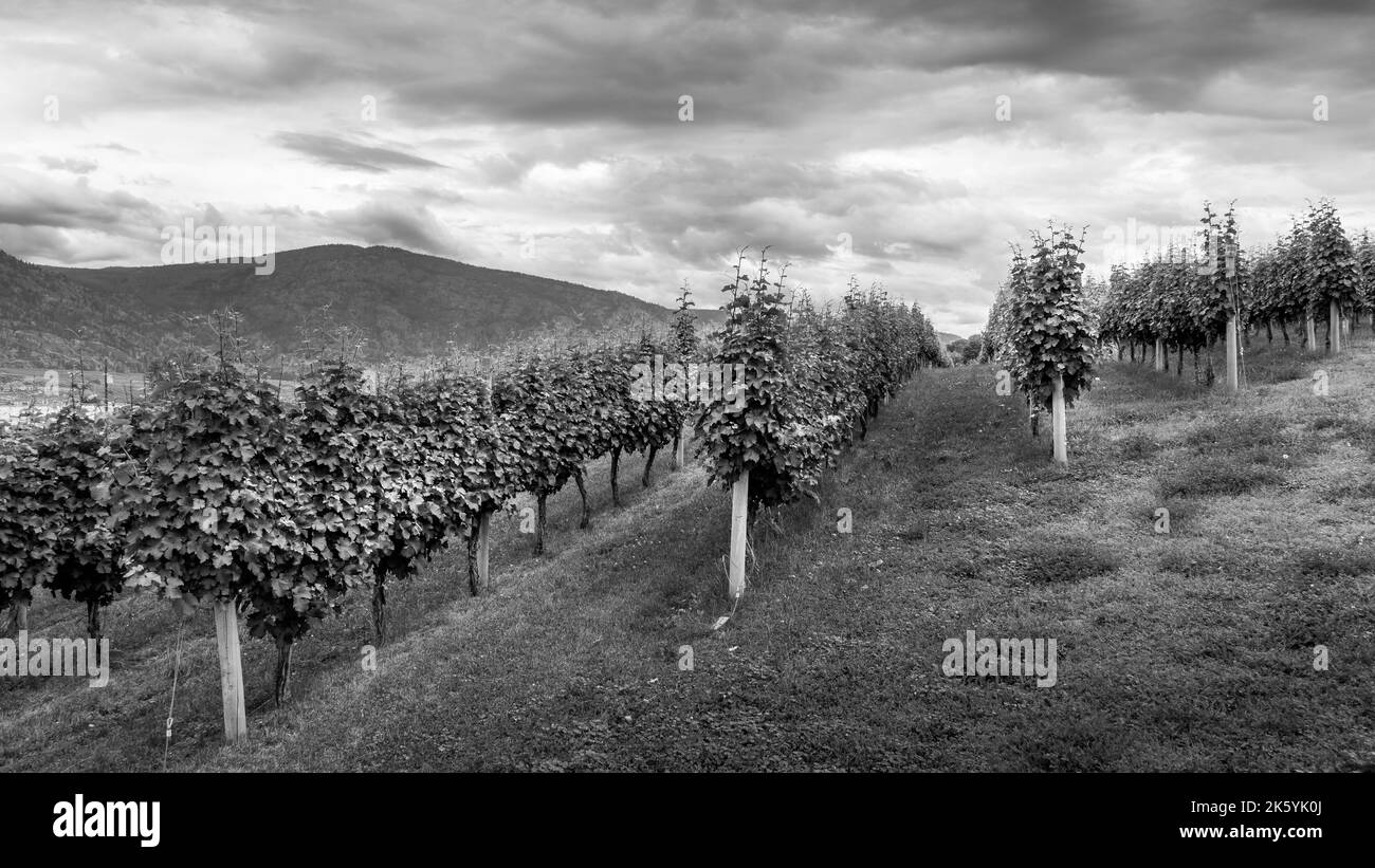 Photo en noir et blanc de rangées de vignes dans un vignoble près d'Osoyoos, Colombie-Britannique, Canada Banque D'Images