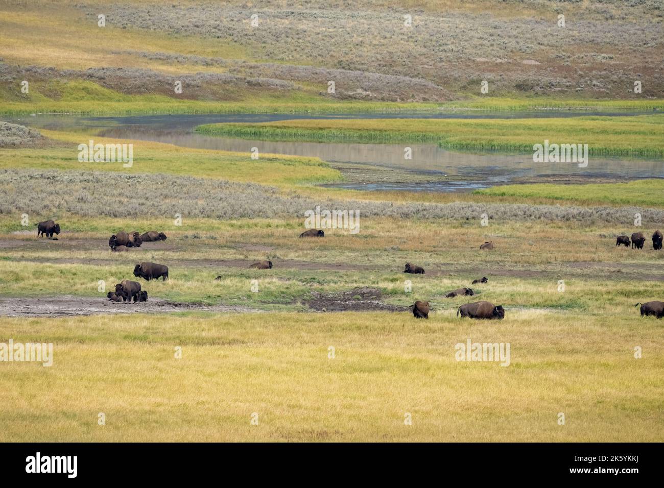 Parc national de Yellowstone, Wyoming, États-Unis. Bison dans la vallée de Hayden et la rivière Yellowstone Banque D'Images