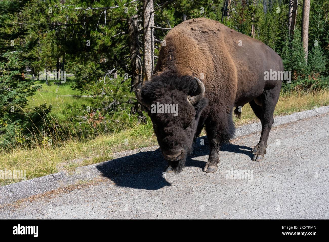 Parc national de Yellowstone, Wyoming, États-Unis. Bison marchant sur le côté de la route Banque D'Images