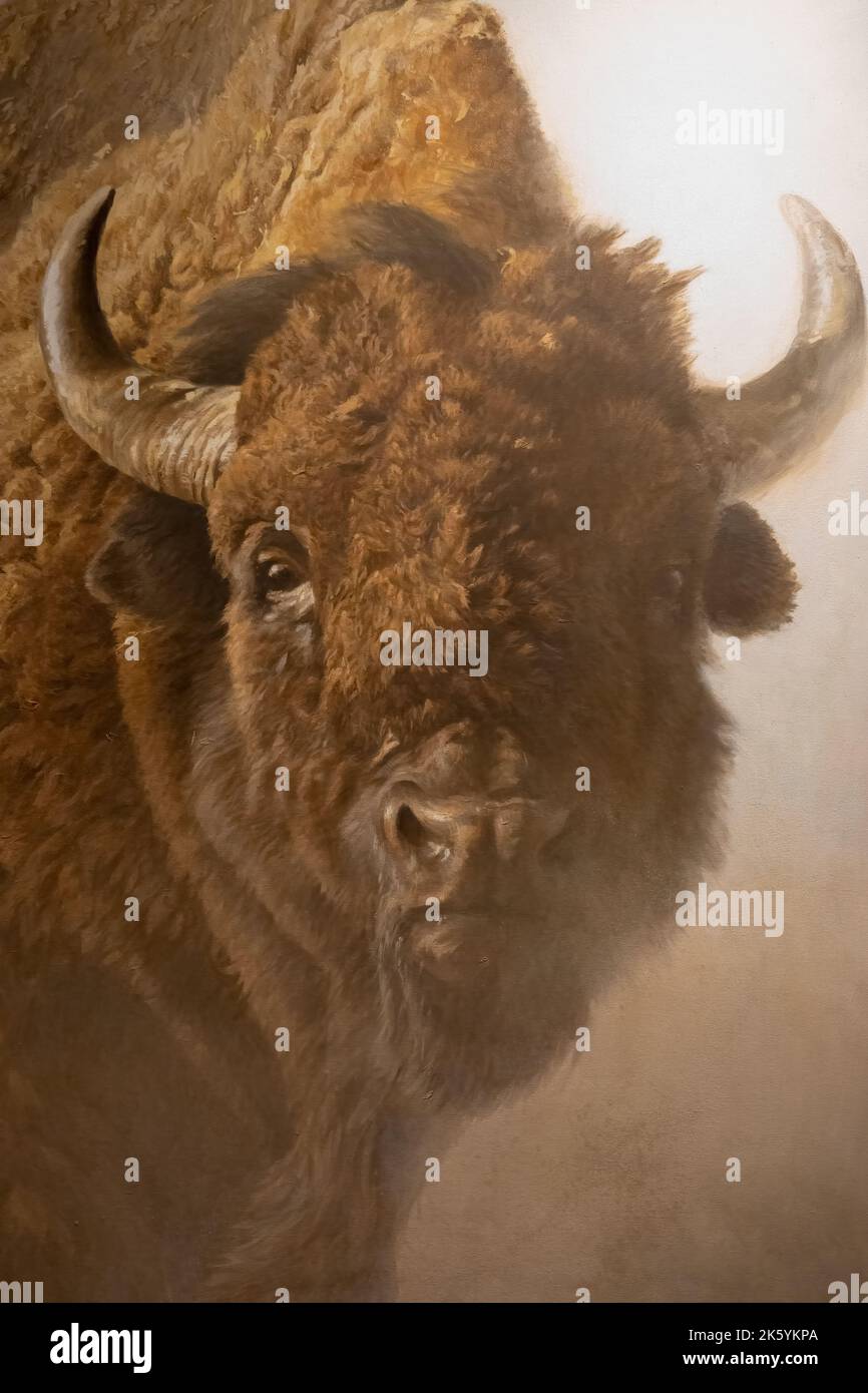 Jackson Hole, Wyoming, États-Unis. « Chef », acrylique sur toile, peinture d'un bison vivant par Robert Bateman, au Musée national d'art de la faune Banque D'Images