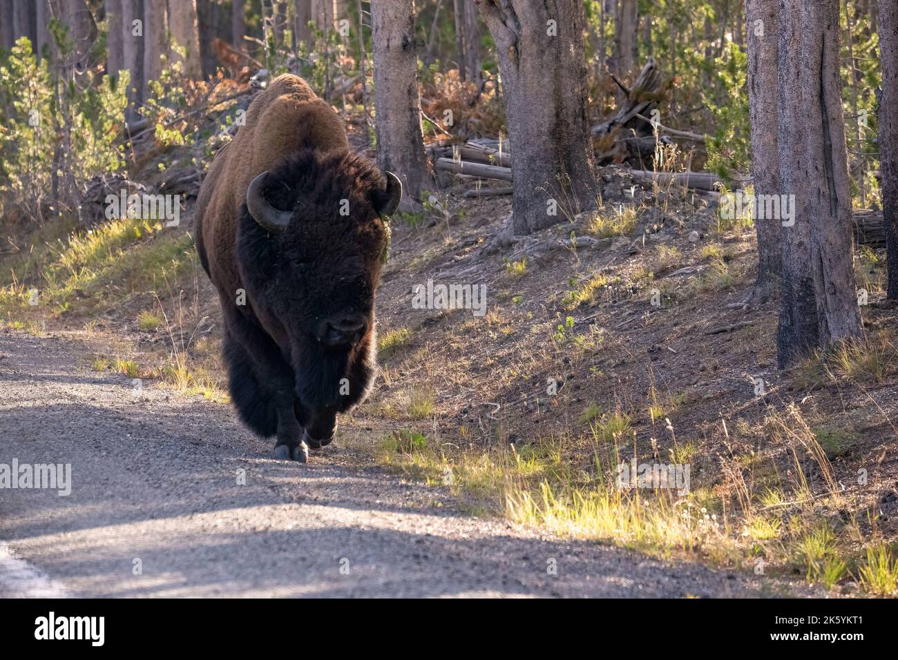 Parc national de Yellowstone, Wyoming, États-Unis. Bison marchant sur une route Banque D'Images