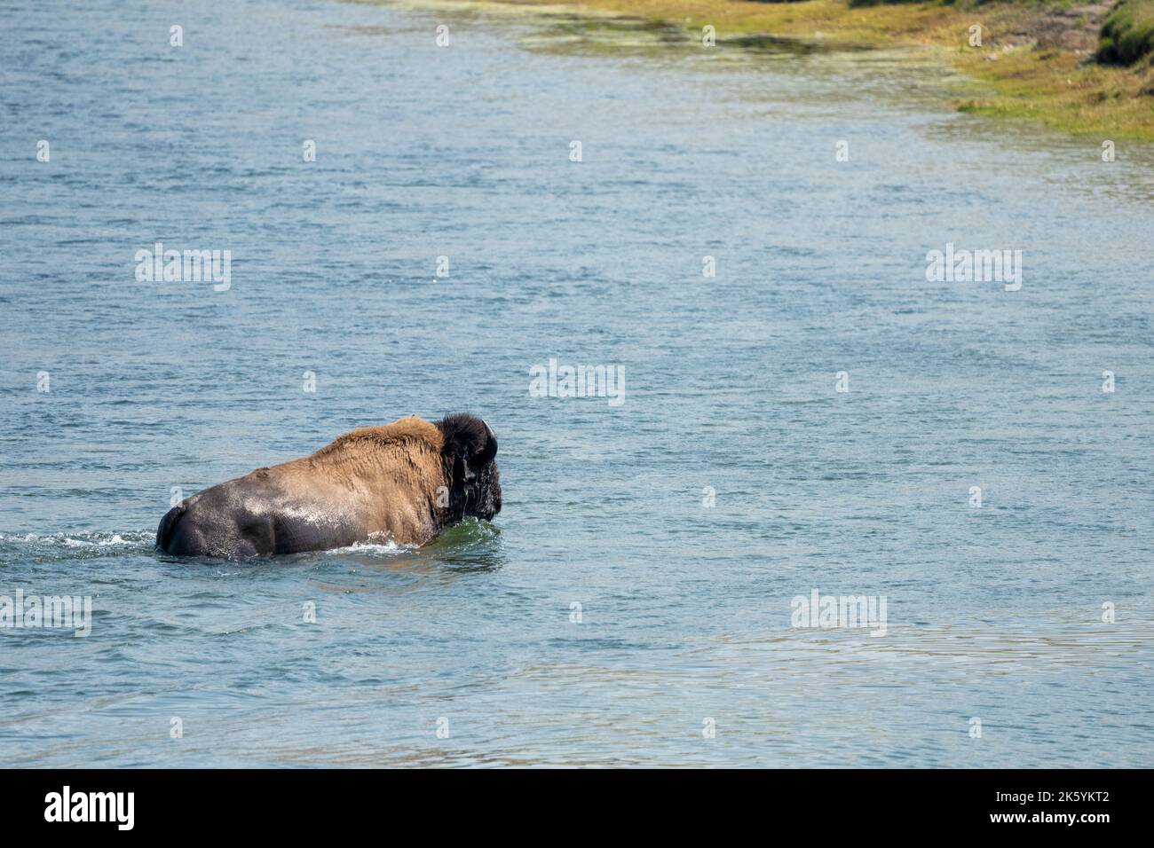 Parc national de Yellowstone, Wyoming, États-Unis. Bison nageant dans la rivière Yellowstone. Banque D'Images
