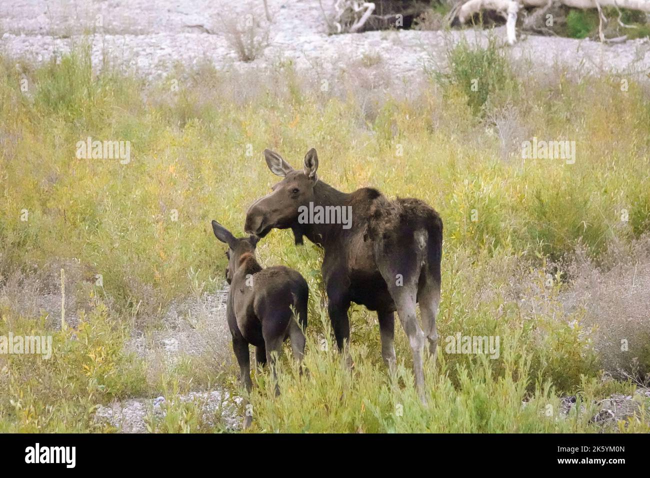 Parc national de Grand Teton, Wyoming, États-Unis. Mère orignal et veau près de la rivière Snake Banque D'Images
