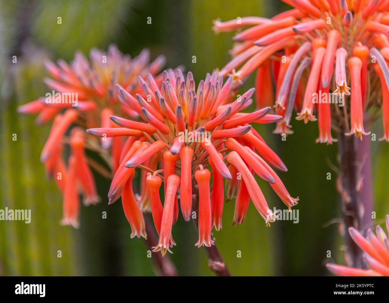 Fleurs de la plante d'aloès de savon dans un jardin. Aloès maculata synonyme  Aloe saponaria; communément connu sous le nom d'aloès de savon ou d'aloès  de zèbre Photo Stock - Alamy