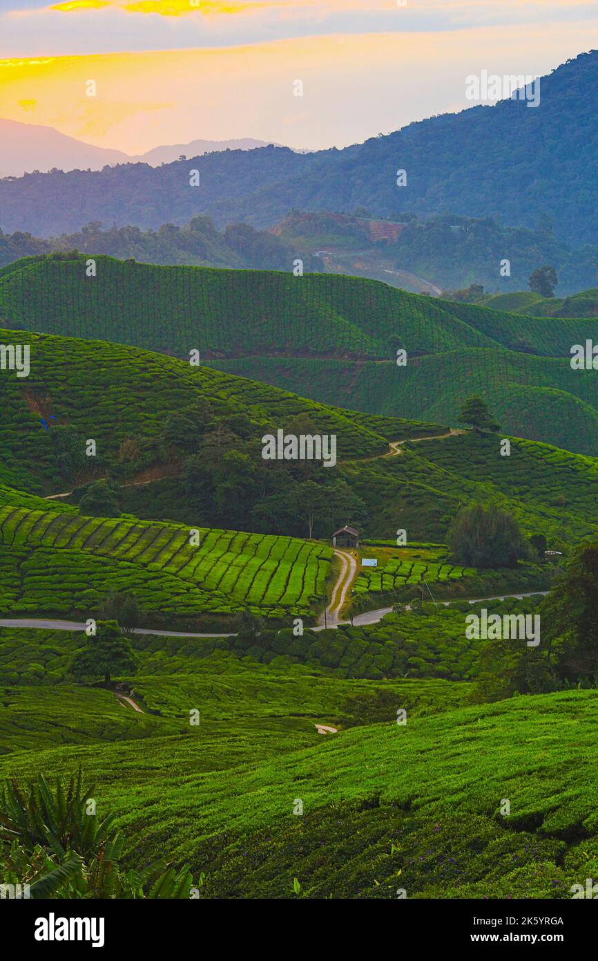 Magnifique lever de soleil sur la plantation de thé vert Banque D'Images