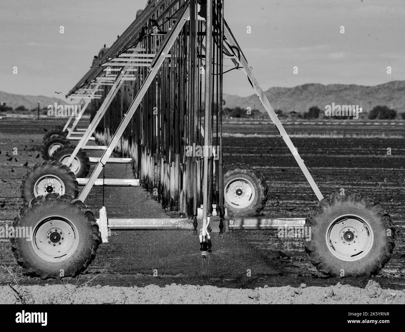 Les oiseaux se rassemblent autour d'une grande machine d'irrigation de champ alors qu'elle arrose l'eau dans un champ aride, bientôt mûr avec du coton Banque D'Images