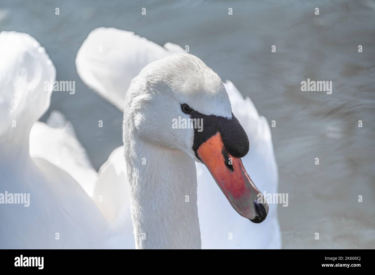 Portrait od élégant cygne gros plan. Gros plan d'une tête d'oiseau. Gros plan sur le cygne, portrait de cygne, Cygnus avec bec orange Banque D'Images