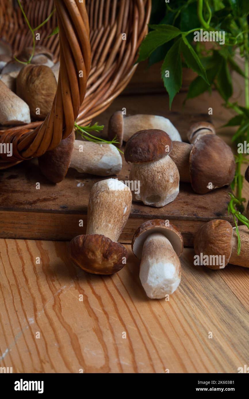 Culture de champignons comestibles de la forêt. Accent sélectif sur les