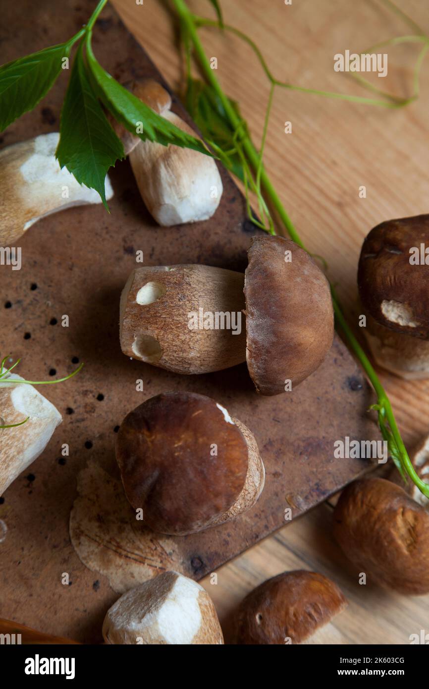 Culture de champignons comestibles de la forêt. Accent sélectif sur les