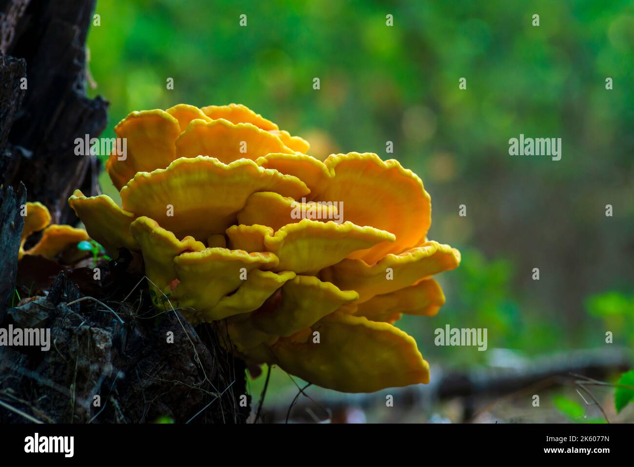 Laetíporus sulphúreus poulet du bois le champignon jaune-soufre de l'arbre champignon Banque D'Images