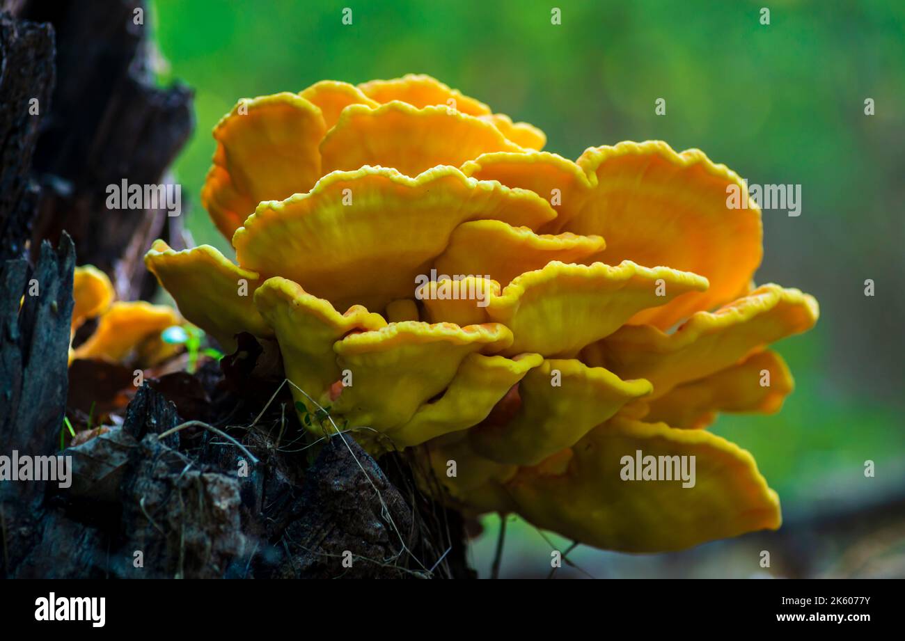 Laetíporus sulphúreus poulet du bois le champignon jaune-soufre de l'arbre champignon Banque D'Images