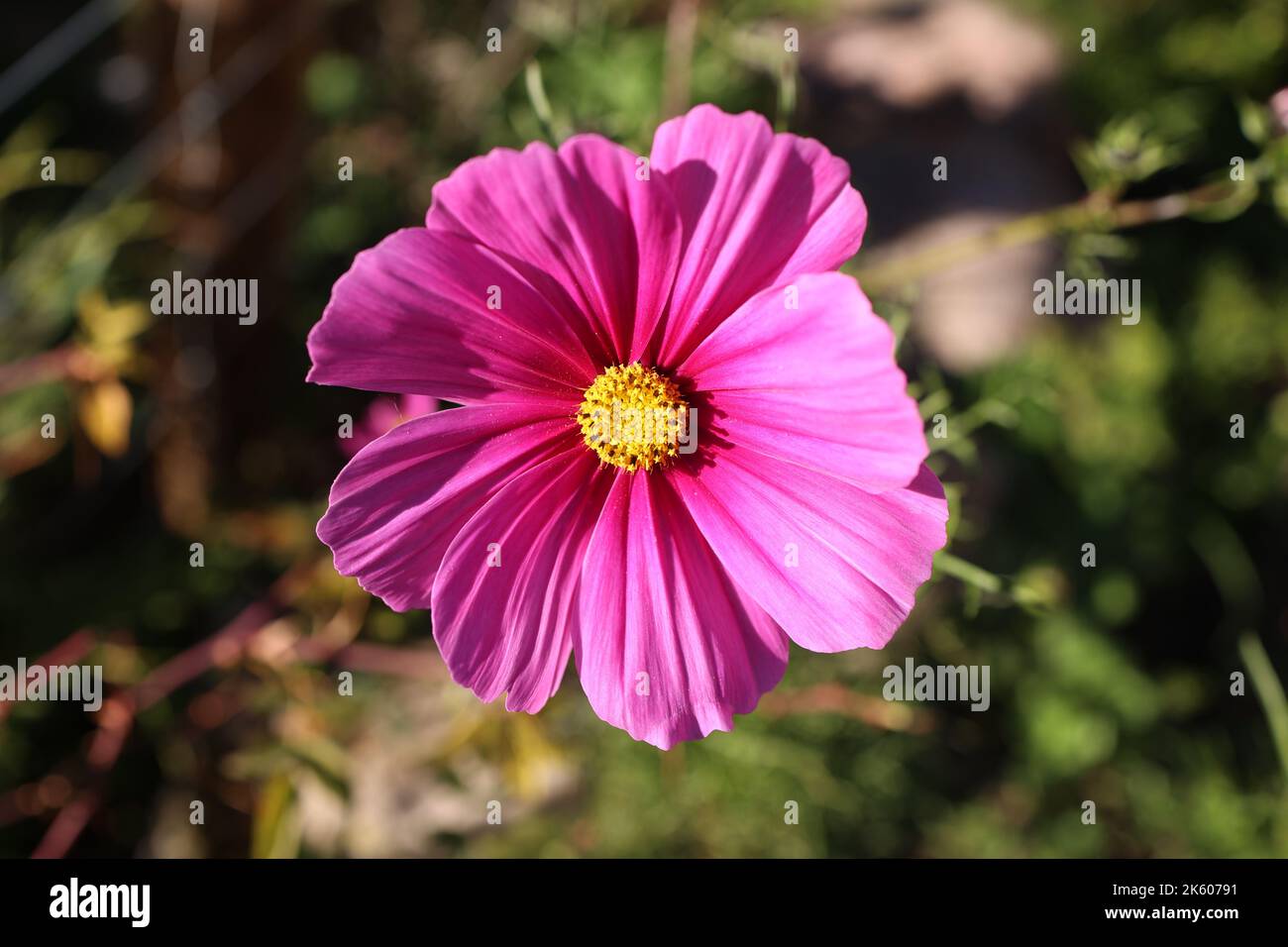 COSMOS fleurit sur fond vert. Banque D'Images