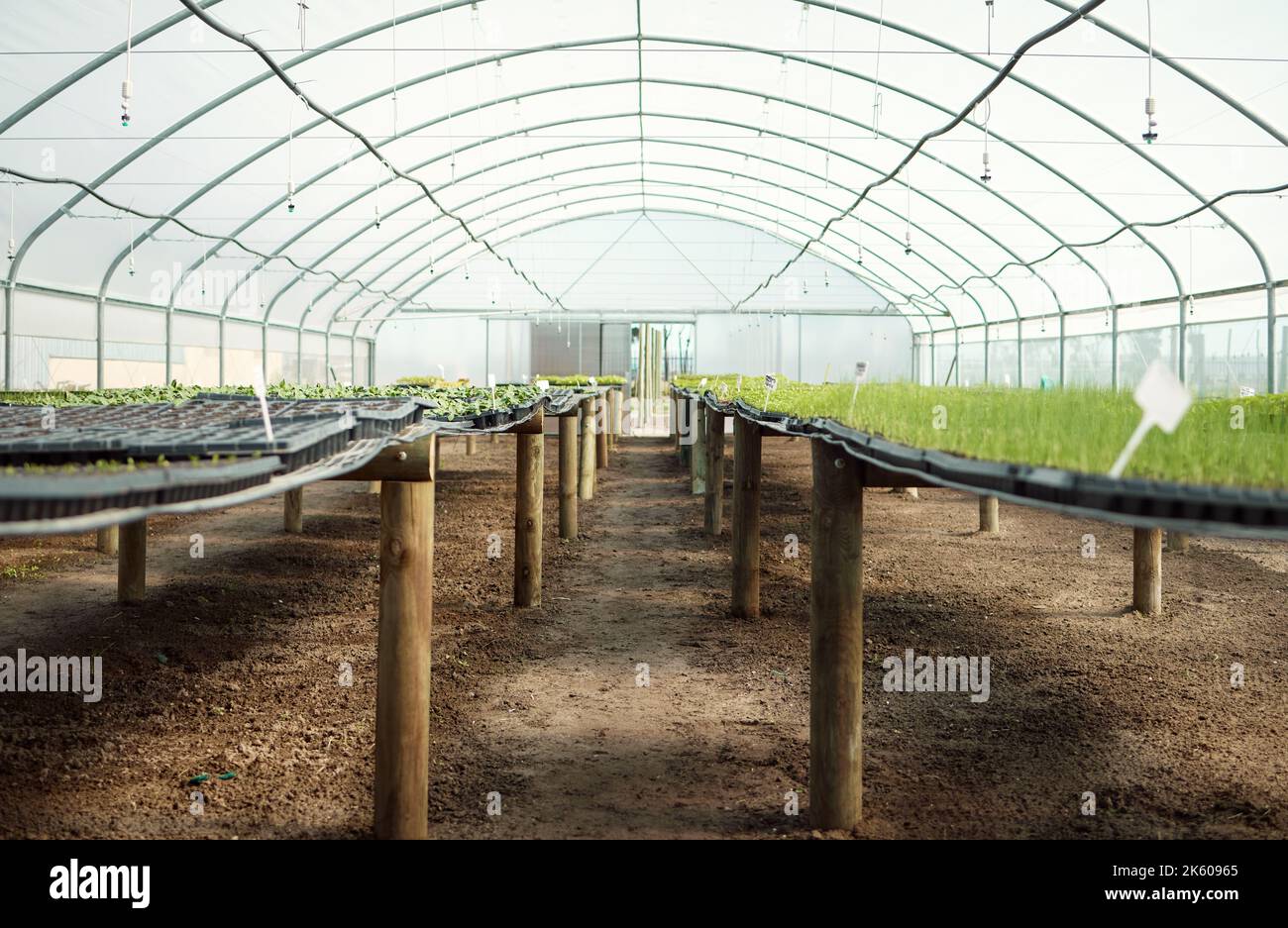 Jeunes arbres en serre. Diverses plantes qui poussent dans un jardin. Une variété de plantes en croissance. Encore la vie d'une pépinière. Pousses poussant dans un Banque D'Images