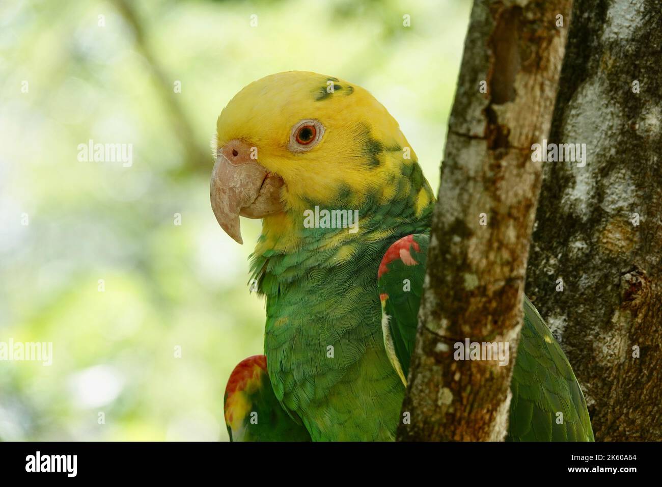 Portrait du magnifique perroquet amazonien à tête jaune au Mexique sur fond vert flou derrière la branche Banque D'Images