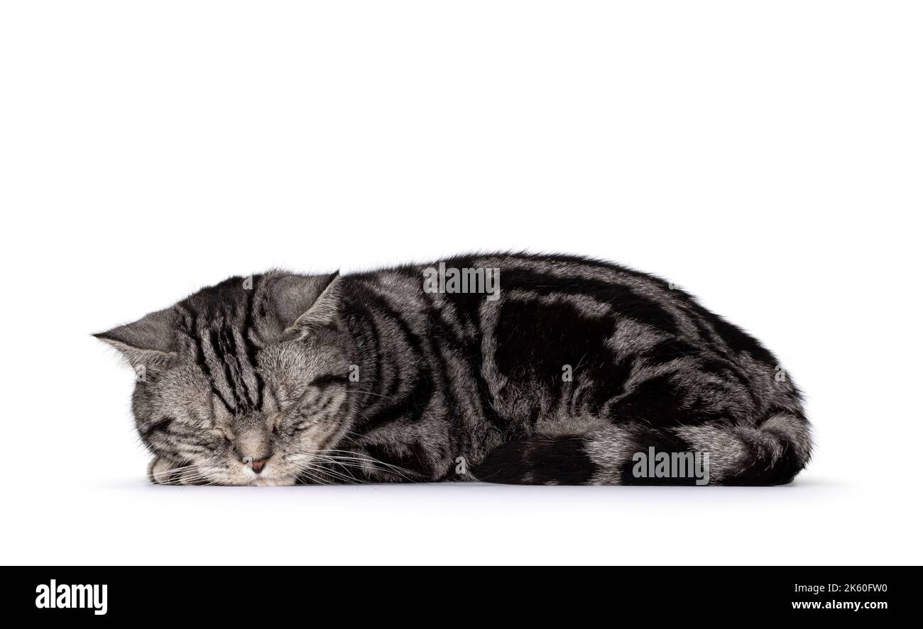 Beau chat britannique Shorthair adulte, en position allongée sur les côtés. Les yeux fermés dorment sur le travail. Isolé sur un fond blanc. Banque D'Images