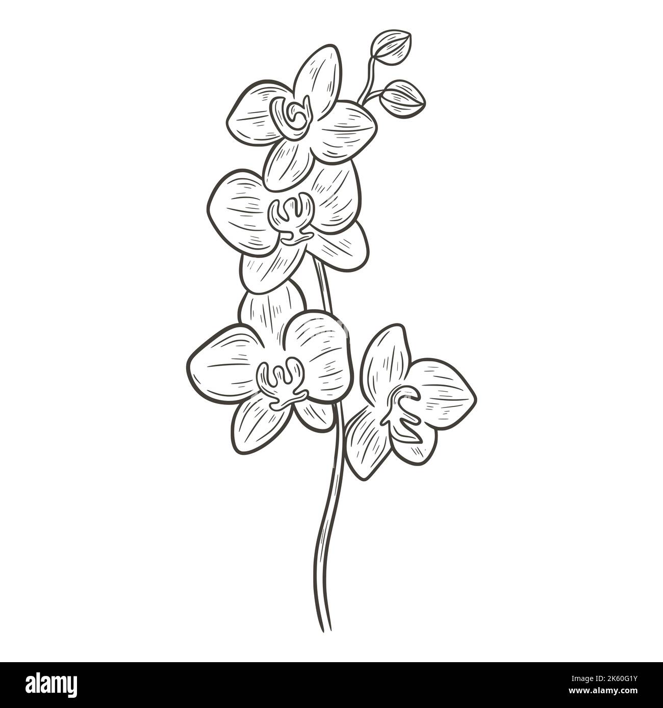 Illustration vectorielle isolée d'esquisse monochrome de branche d'orchidée en fleurs. Les fleurs de Phalaenopsis sont naturelles belle décoration. Fleur tropicale exotique Illustration de Vecteur