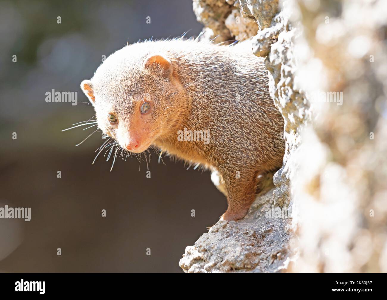 Les méerkats sont détendus au soleil pendant longtemps Banque D'Images