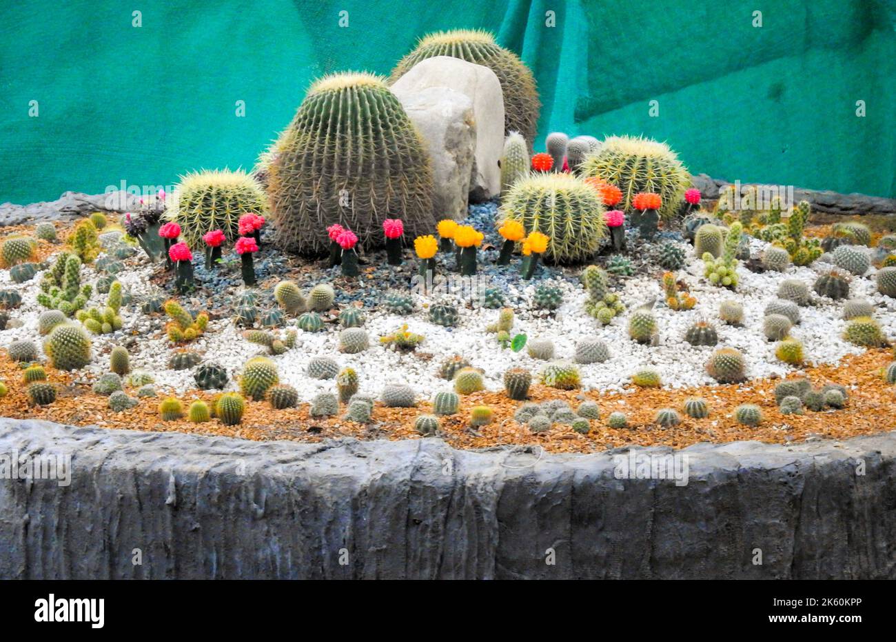 Une variété de cactus echinopsis poussant au zoo de la ville de Malsi Dehradun. Uttarakhand Inde Banque D'Images