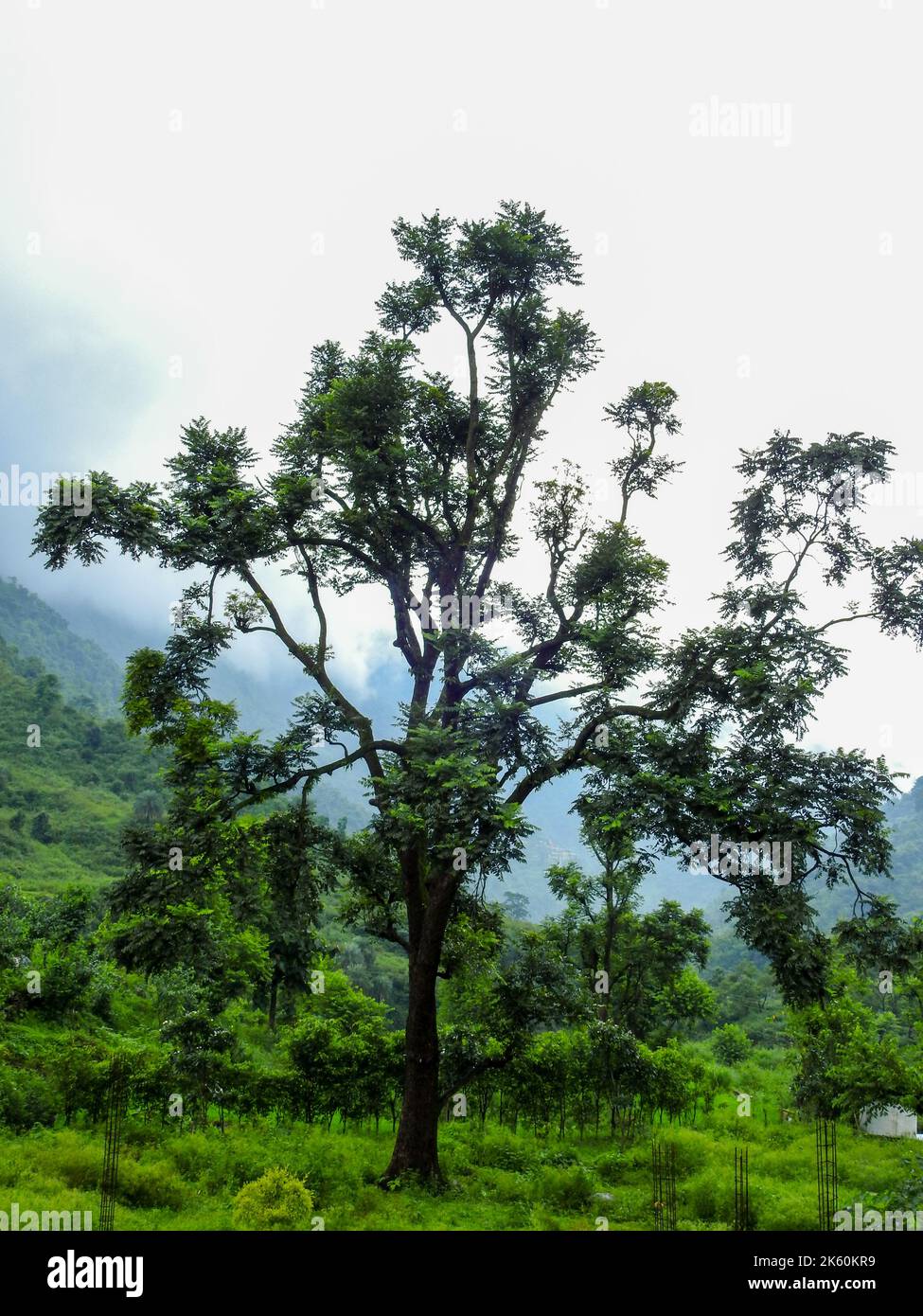 Un arbre isolé dans les montagnes de l'Himalaya pendant la mousson avec la brume tout autour. Uttarakhand Inde. Banque D'Images