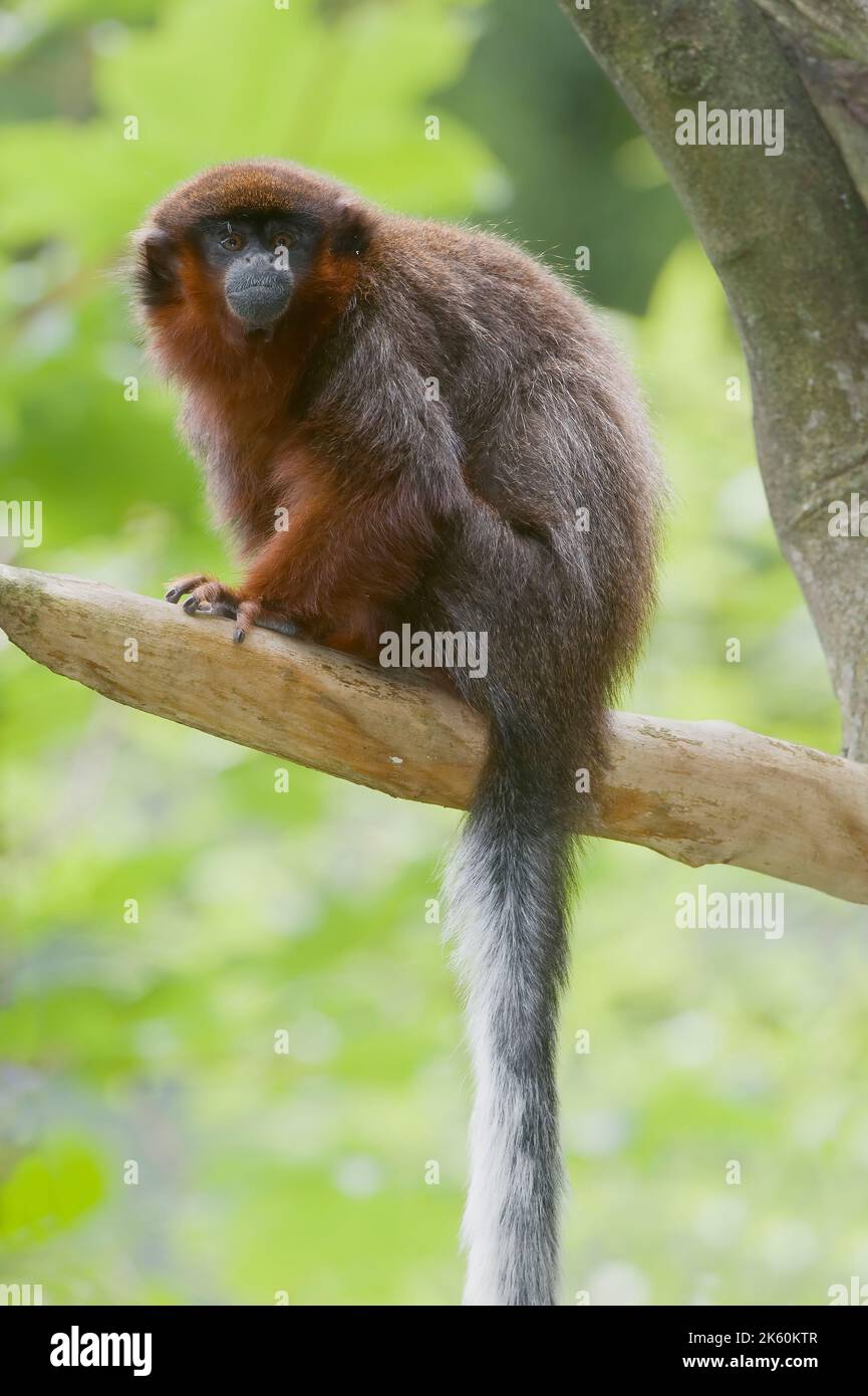 Titi copéry (Callicebus cupreus) sur une succursale, Brésil, Banque D'Images