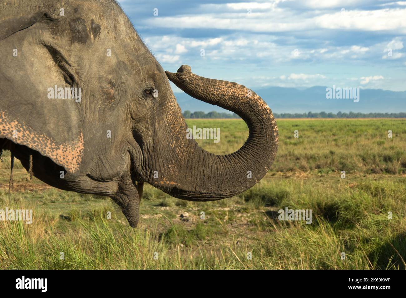 L'éléphant d'Asie ou d'Asie, Elephas maximus, parc national de Kaziranga, Assam, Inde Banque D'Images
