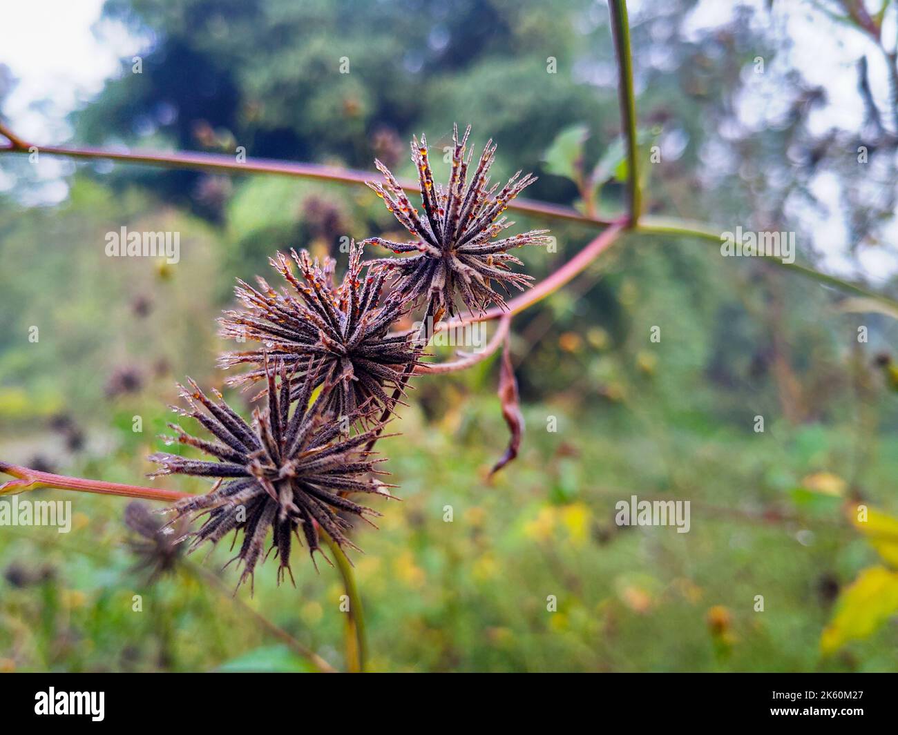Bidens pilosa (mendiant-tiques poilues) boutons de fleurs sauvages dans les jungles d'Uttarakhand Inde. Banque D'Images