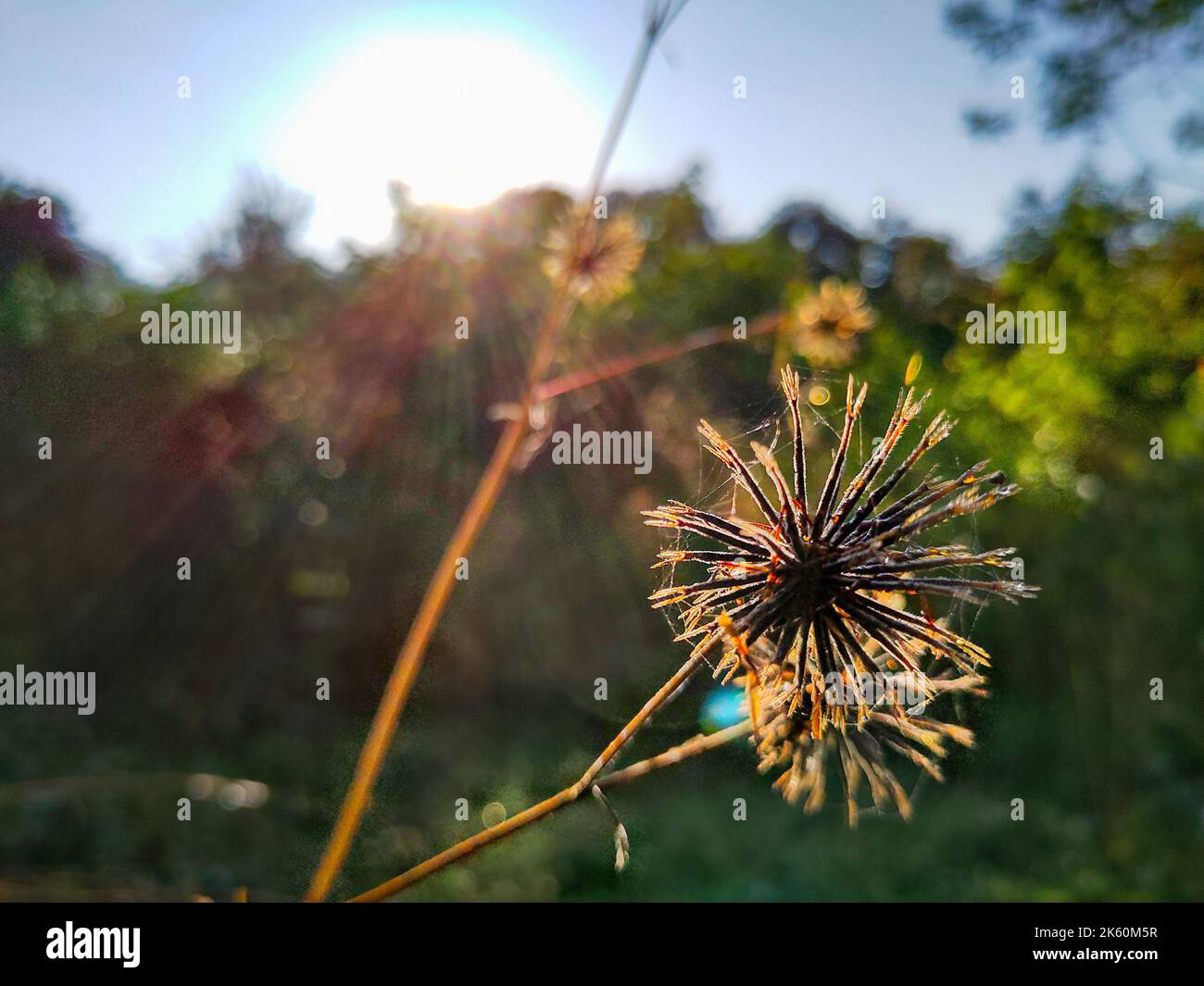 Bidens pilosa (mendiant-tiques poilues) boutons de fleurs sauvages dans les jungles d'Uttarakhand Inde. Banque D'Images
