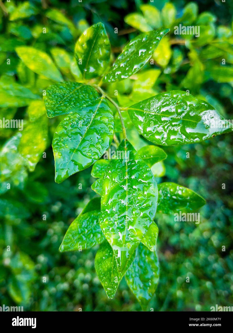 Feuilles d'arbre à la chaux humide (Djeruk limau) pendant la saison de la mousson en Inde. Dehradun Uttarakhand Inde. Banque D'Images