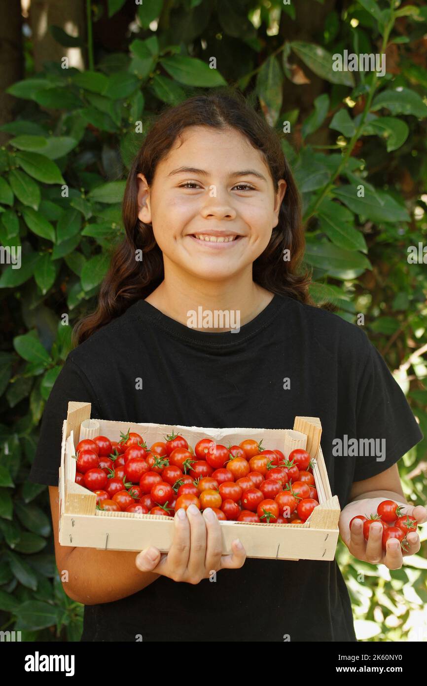 ramassage des tomates cerises. Banque D'Images
