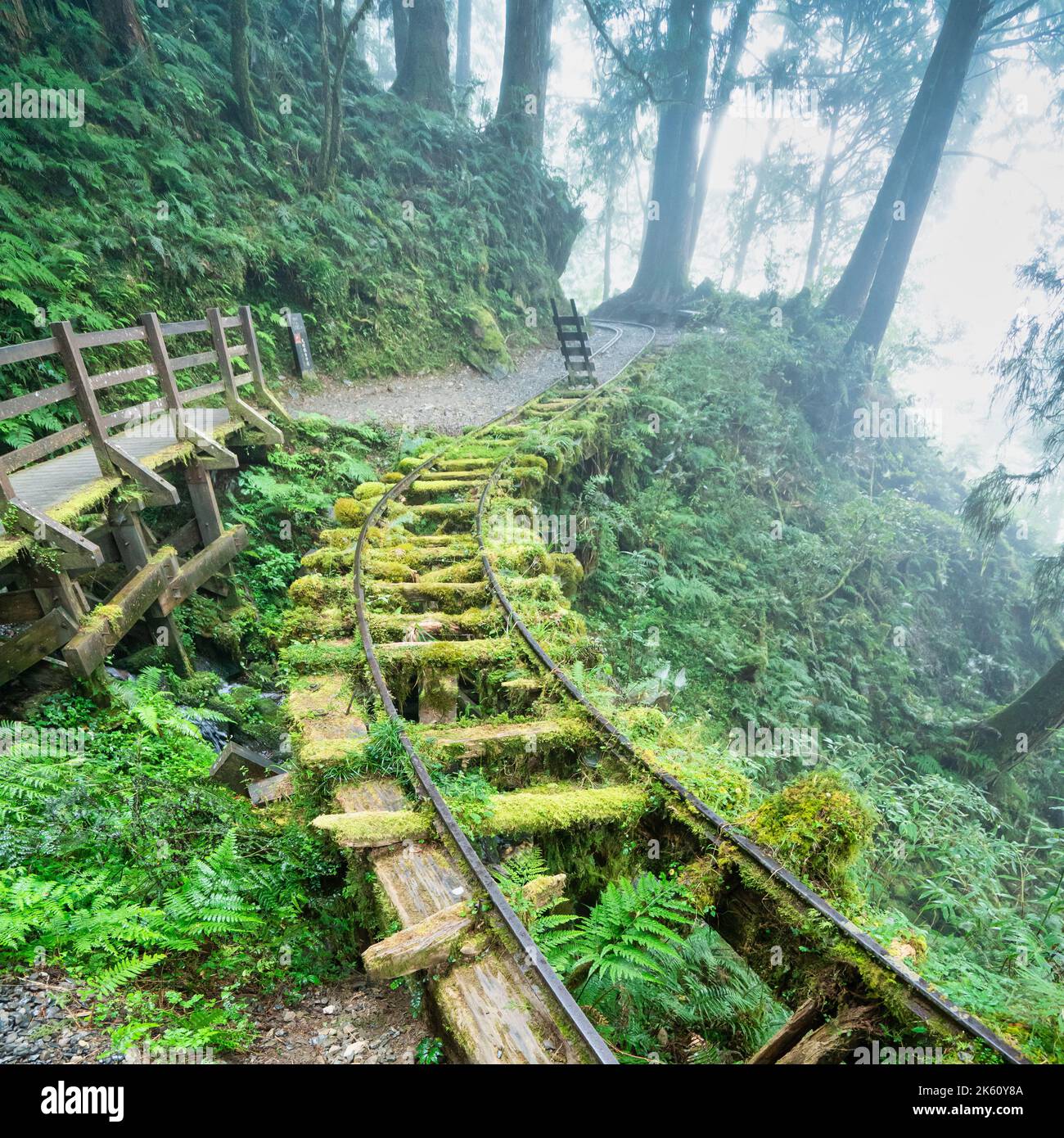 Magnifique sentier historique de Jianqing (Jiancing), chemin de fer forestier de l'aire de loisirs de la forêt nationale de Taipingshan de Taiwan. Banque D'Images