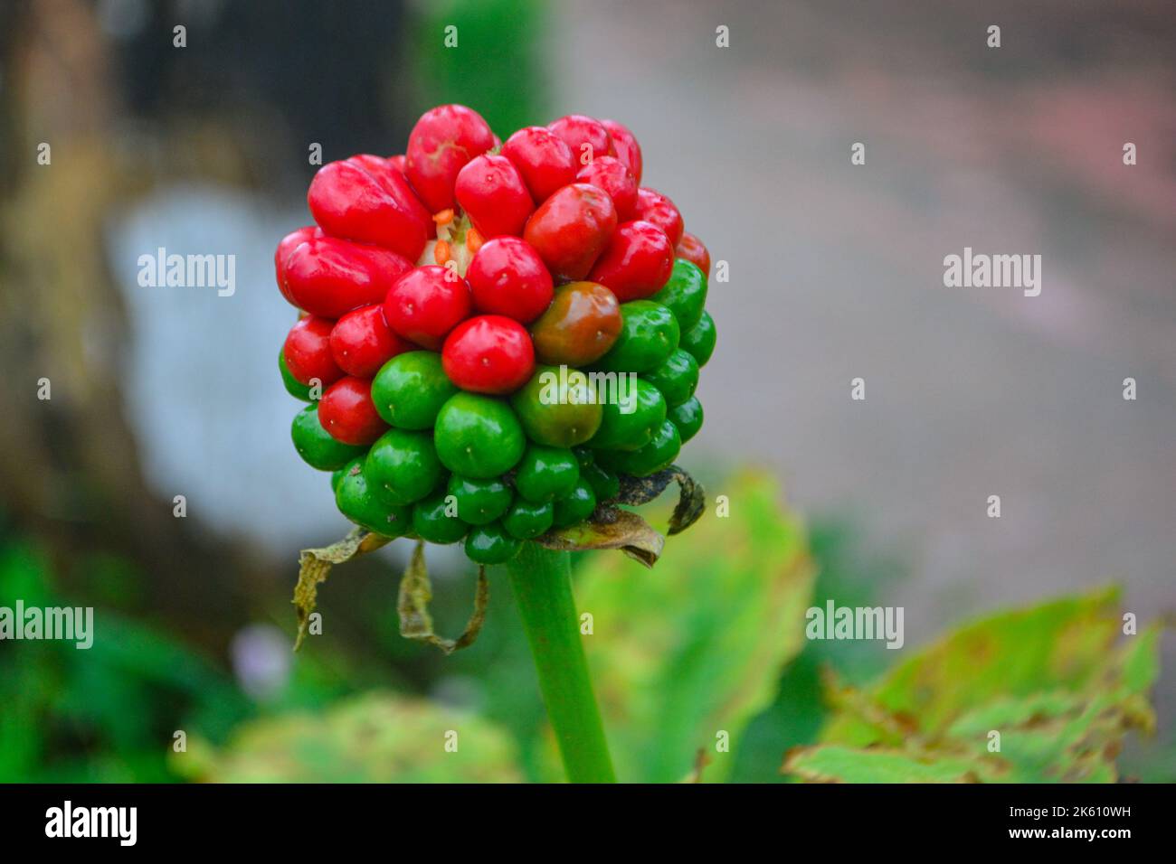 Arisaema serratum est une espèce d'herbes de la famille des Araceae. Ils ont une forme de croissance auto-soutenue. Ils ont de larges feuilles Banque D'Images