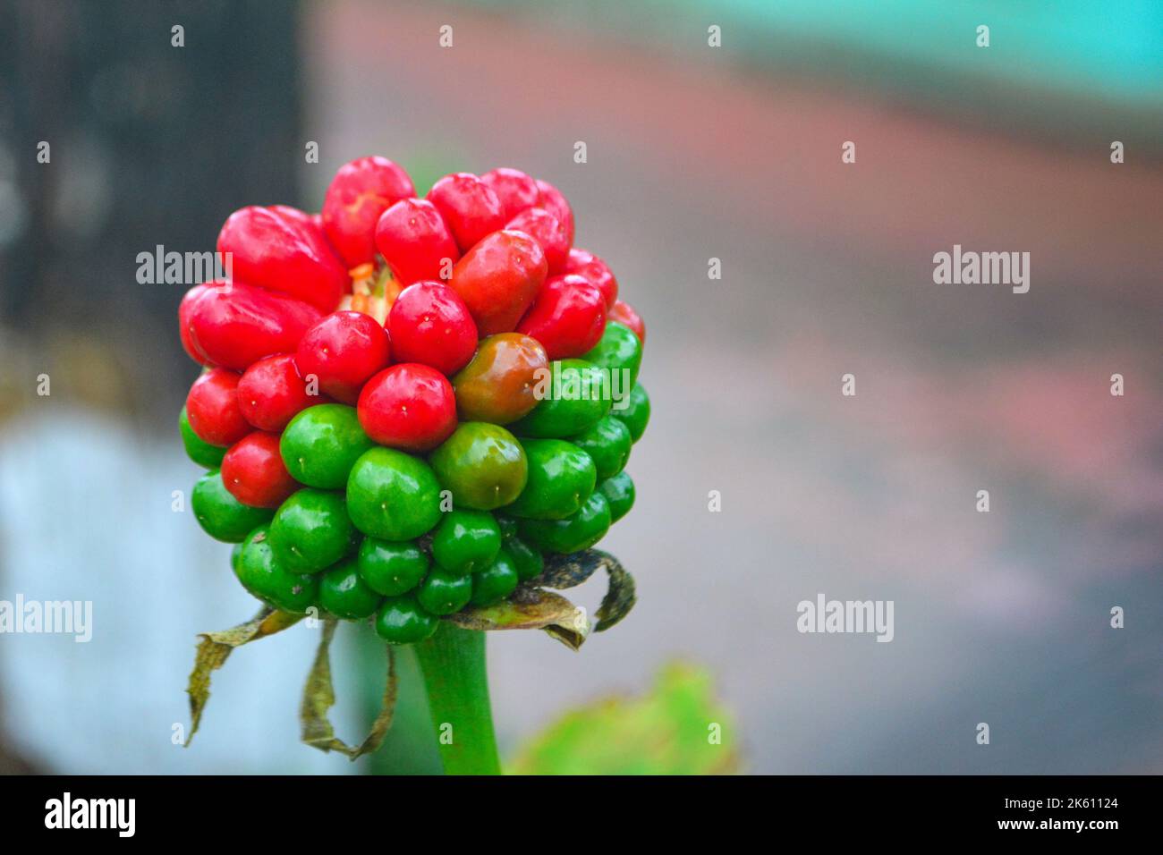 Arisaema serratum est une espèce d'herbes de la famille des Araceae. Ils ont une forme de croissance auto-soutenue. Ils ont de larges feuilles Banque D'Images