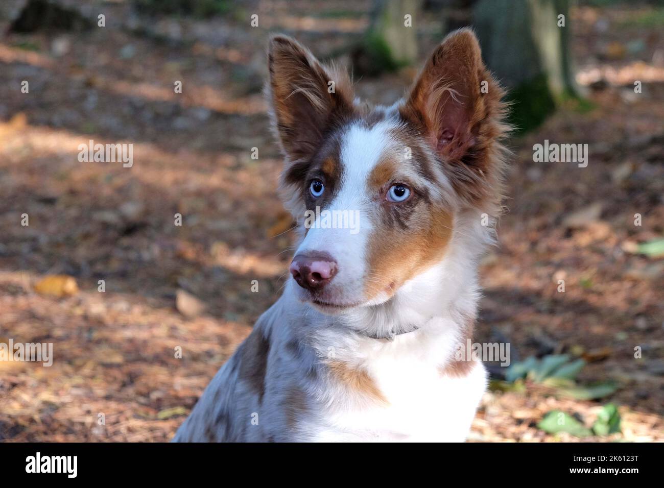 Un petit chiot de cinq mois, rouge merle border collie, dans la forêt. Banque D'Images